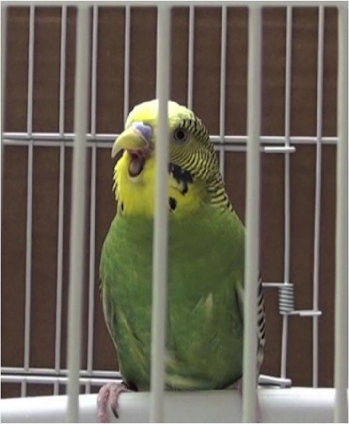 <i>Melopsittacus undulatus</i>, Also Known as a Budgie