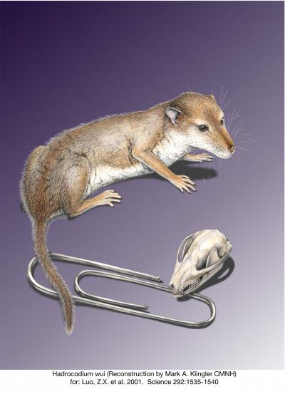 Reconstruction of Skull and Life Restoration of <i>Hadrocodium wui</i>, with Paper Clip for Scale
