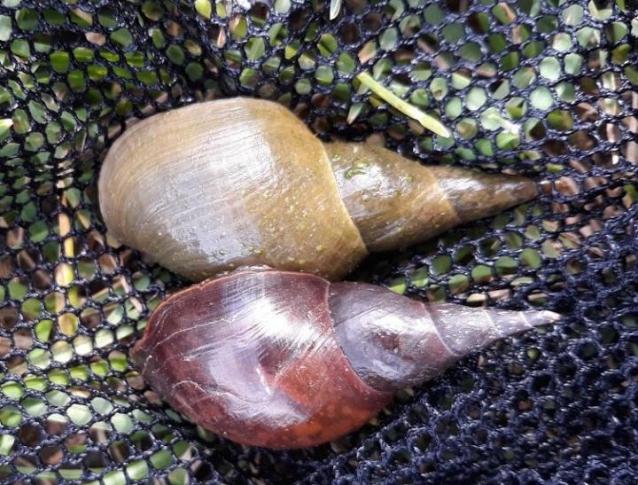 Snails transmit parasitic organisms to fish