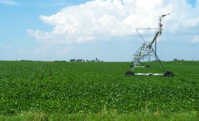 Nebraska Soybean Field