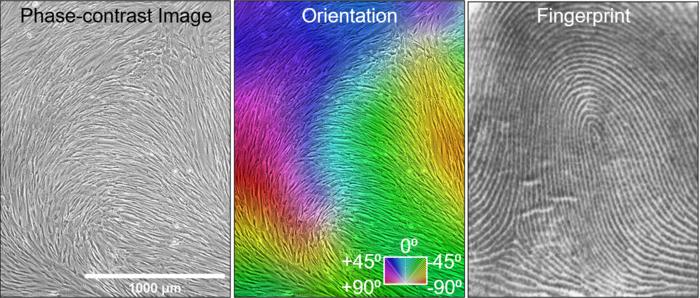 Mesenchymal Stromal Cells (MSCs) self-assemble in vitro to form fingerprint-like patterns.