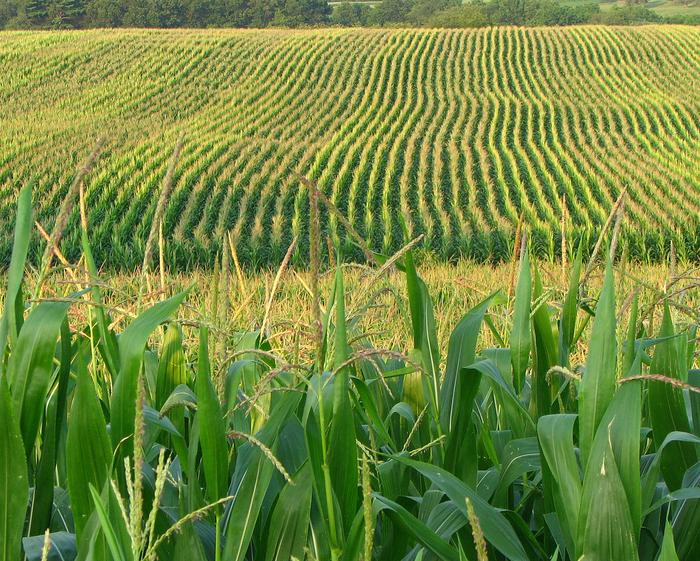 Pennsylvania Cornfield