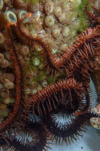 The Brittle Star Ophiocoma wendtii Shelters in a Crevice