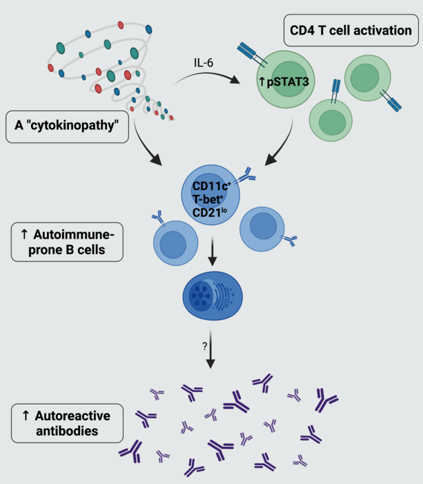 Mechanisms underlying autoimmunity in Down sy | EurekAlert!