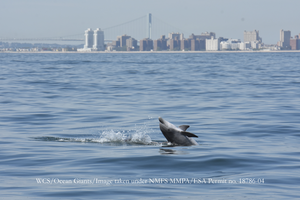 Bottlenose dolphin