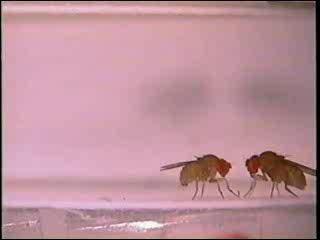 Frustrated Fruit Flies