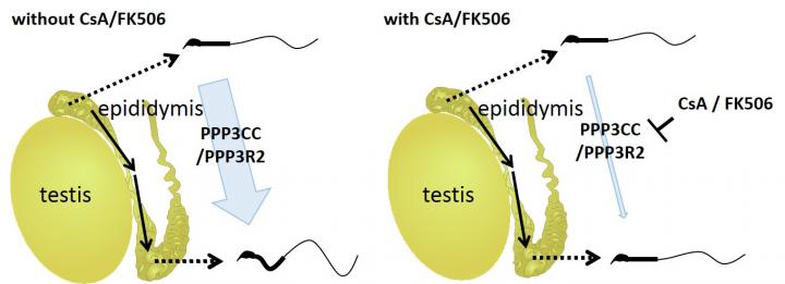 Midpiece of the Spermatozoa