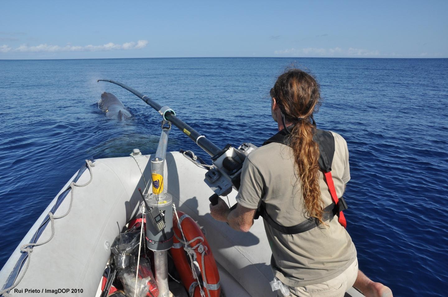 Sperm Whale Tagging