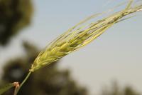 Wild Emmer Wheat