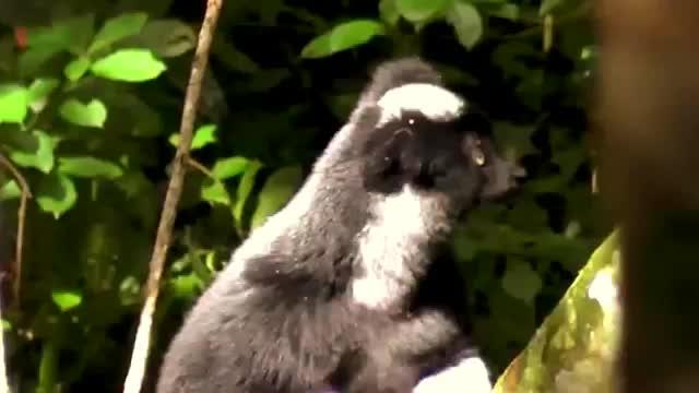 Indri Song