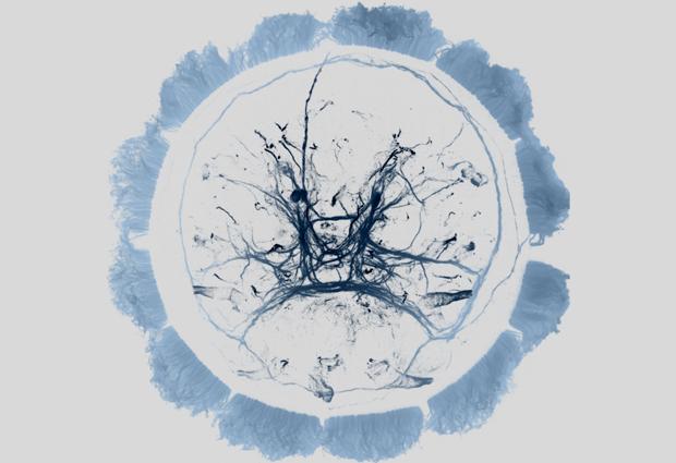 How Plankton Gets Jet Lagged