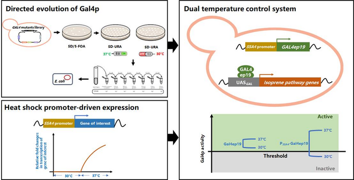 Dual temperature control system to regulate isoprene biosynthesis in the Baker’s yeast