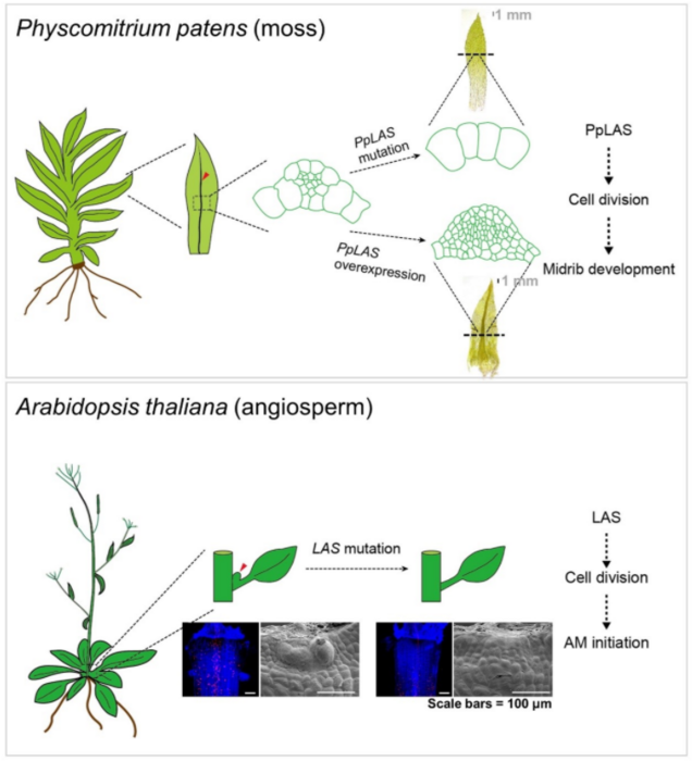 Las genes regulate cell divisi image eurekalert science news releases