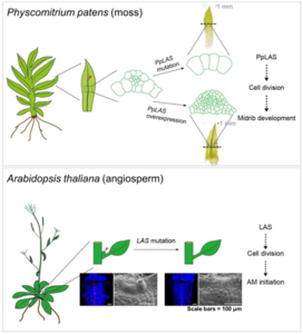 LAS genes regulate cell division in moss leaf midrib formation and angiosperm AM initiation