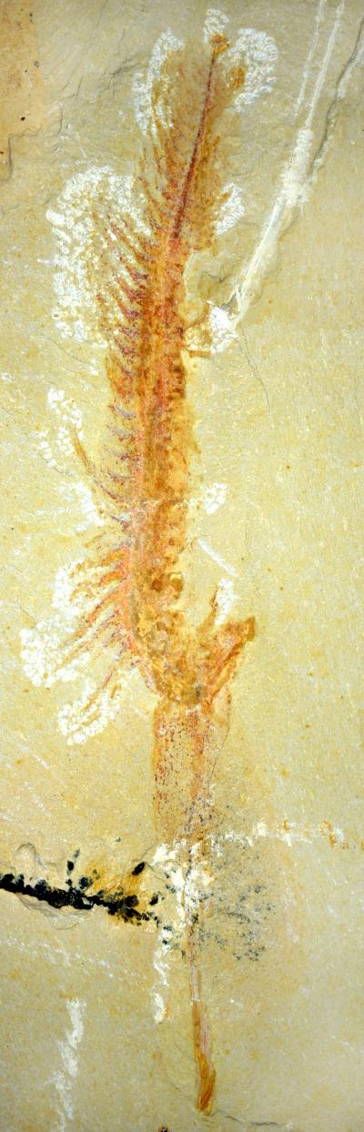 Entire 525 Million-Year-Old Hemichordate