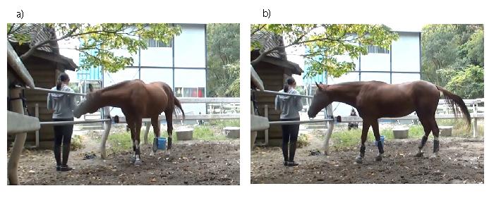 Horse Making Demands