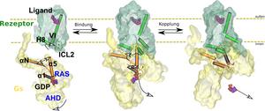 Binding to the receptor (green) causes the G protein (yellow) to change its shape and release the regulatory molecule GDP.