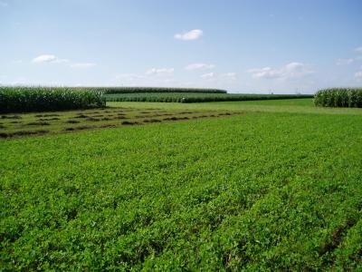 Multiple Cropping System Study Area