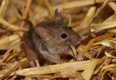House Mouse