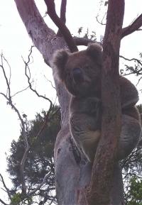 Koala at Cape Otway