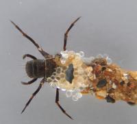 Caddisfly Larva in Its Mobile Home