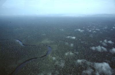 The New York Botanical Garden Launches Amazon Forest Program