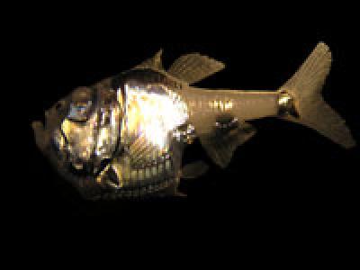 The Silver Hatchetfish