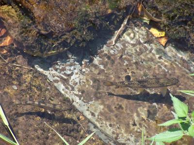 Trout in a Cantabrian River