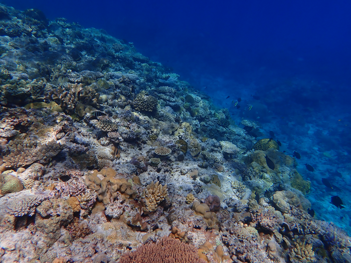Coral reefs off Taiping Island, South China Sea.