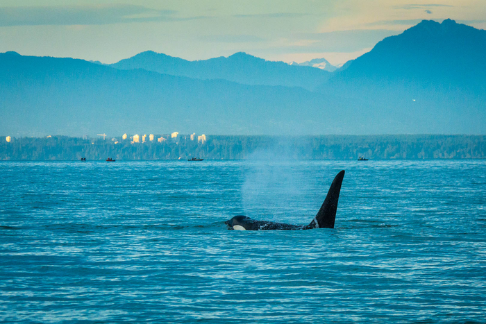 Southern resident killer whale feeding