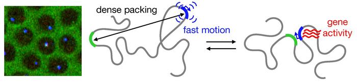 A look into the nuclei of fly embryos