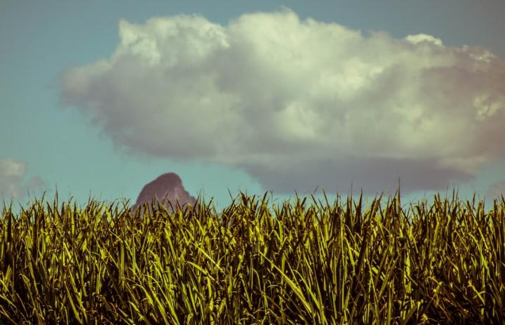 Sugarcane Field