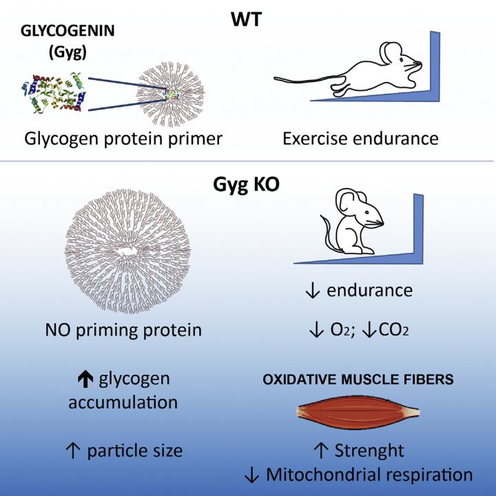 Glycogen Affects Exercise Endurance