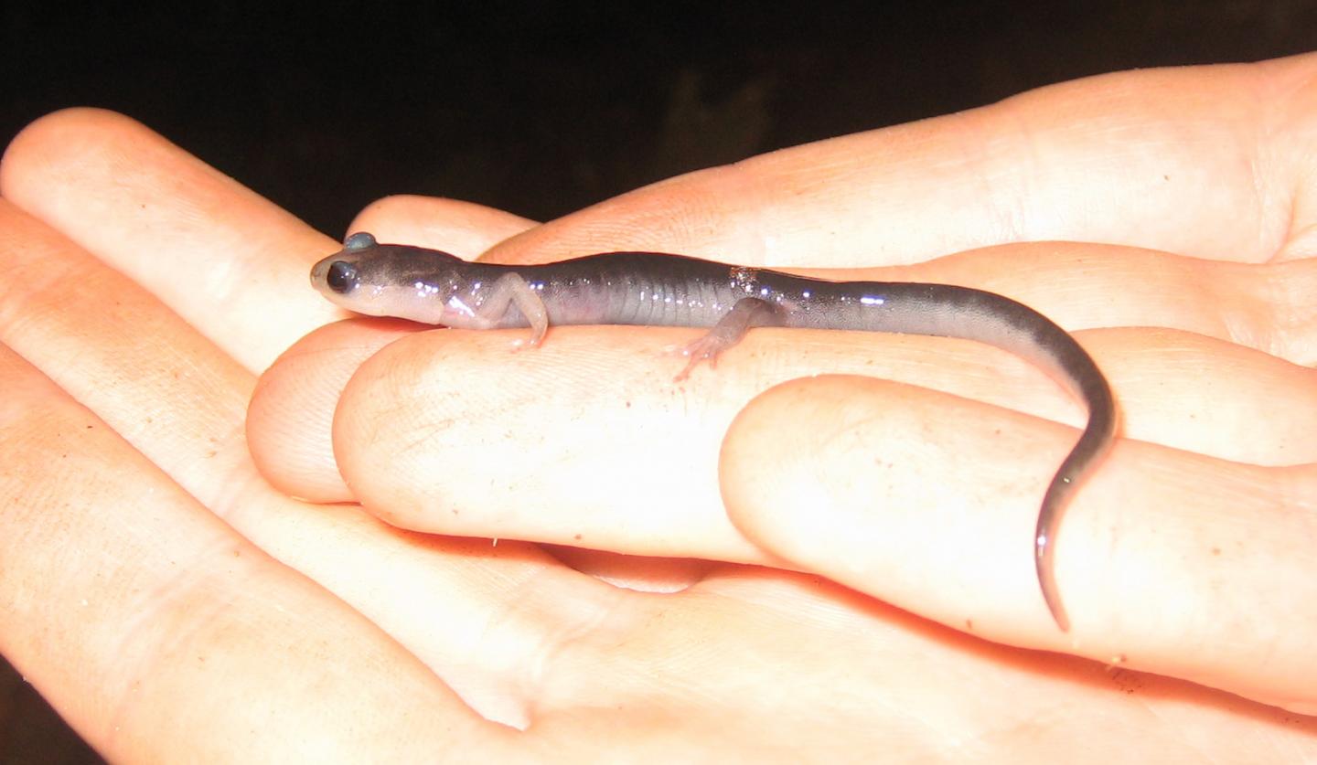 Salamanders' Resilience to a Warming Climate May Protect Them from Extinction (4 of 7)