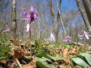 Most flowers wilt within only several days if not less