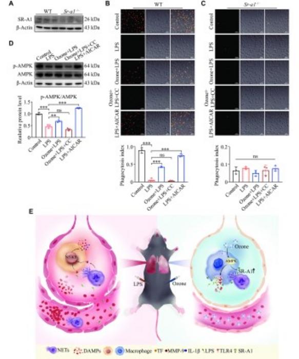 Knockout of the Sr-a1 gene abolished the up-regulation of macrophage phagocytosis by ozone.