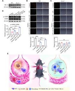 Knockout of the Sr-a1 gene abolished the up-regulation of macrophage phagocytosis by ozone.