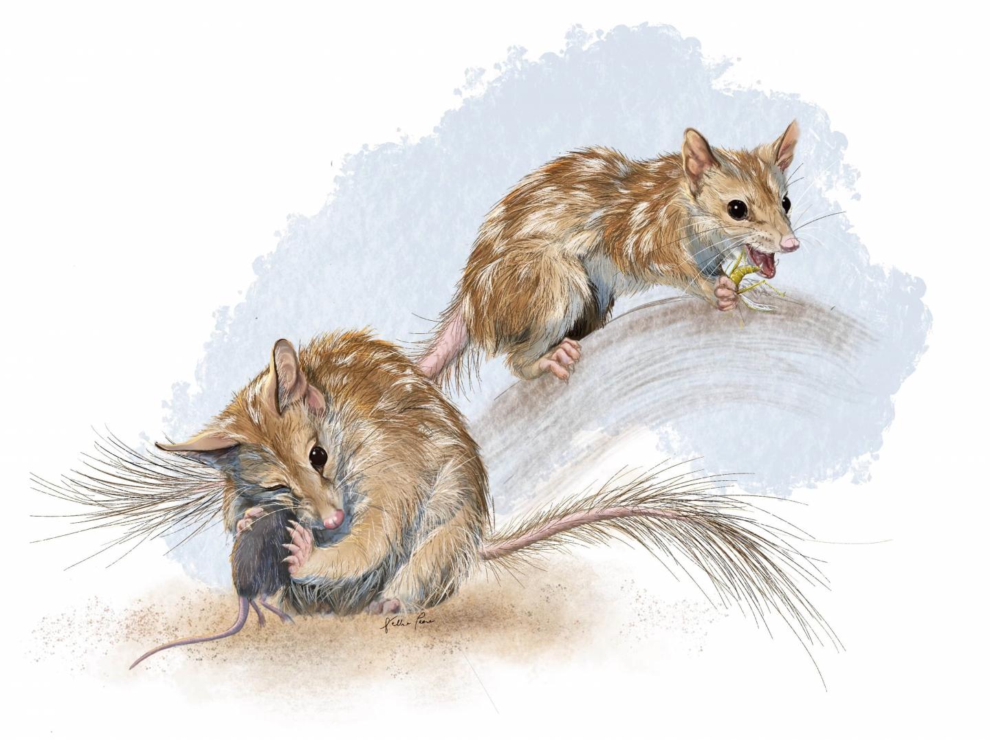 Northern Quoll Illustration