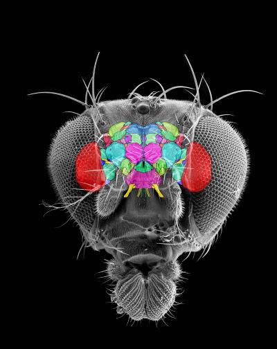 Computer-simulated Image of a Fruit Fly's Brain