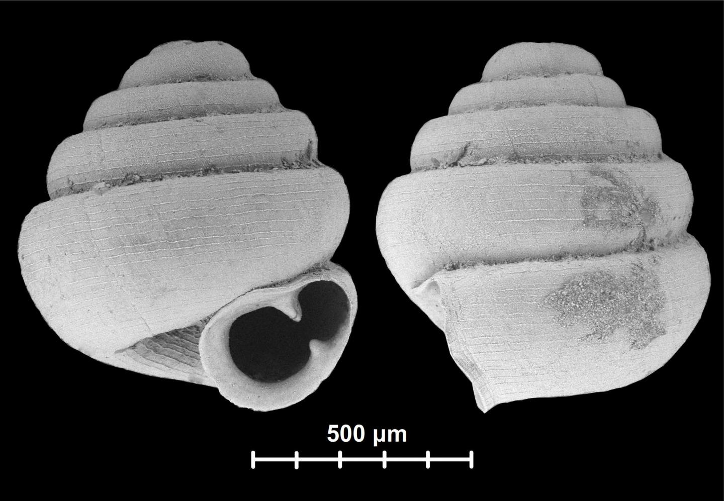 <I>Angustopila dominikae</I> Shell