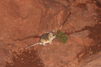 White-throated Woodrat