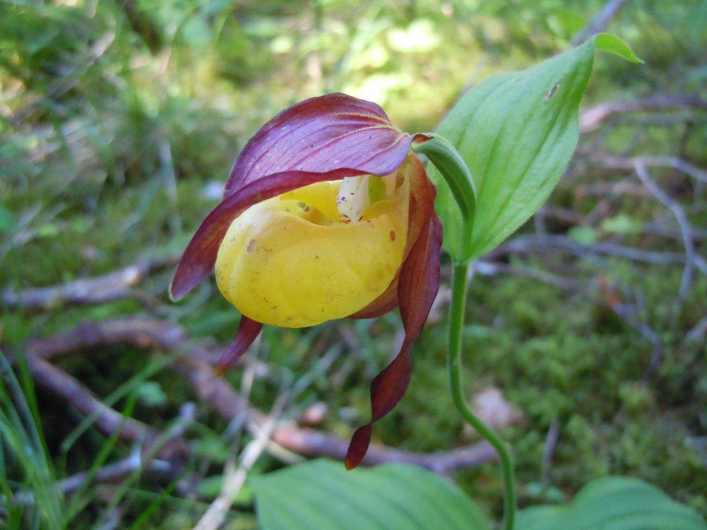 A Lady's Slipper Orchid
