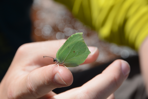 Common brimstone (Gonepteryx rhamni)