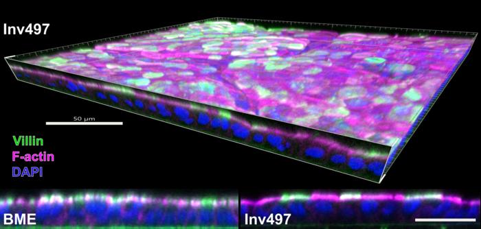 Gut cells in 2D organoids grown on Invasin