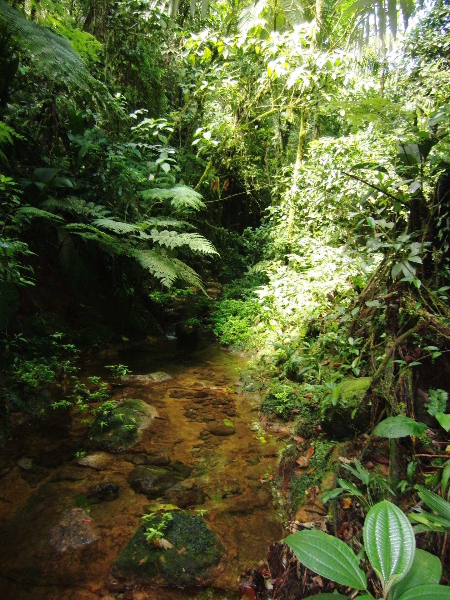 Seed Predation Increases Toward Tropics and Low Elevations (11 of 13)