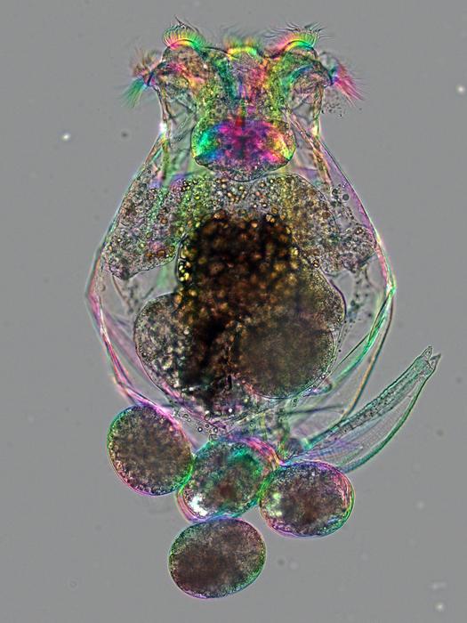 Female rotifer (Brachionus manjavacas) carrying eggs