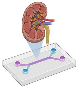 Kidney models-on-a-chip could lead to more personalized medicine