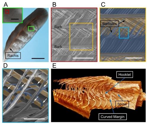 The Hierarchical Structures of Feathers