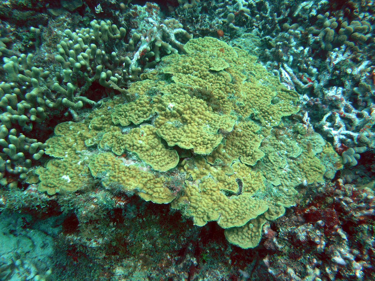 Mustard Hill Coral (<em>Porites astreoides</em>)