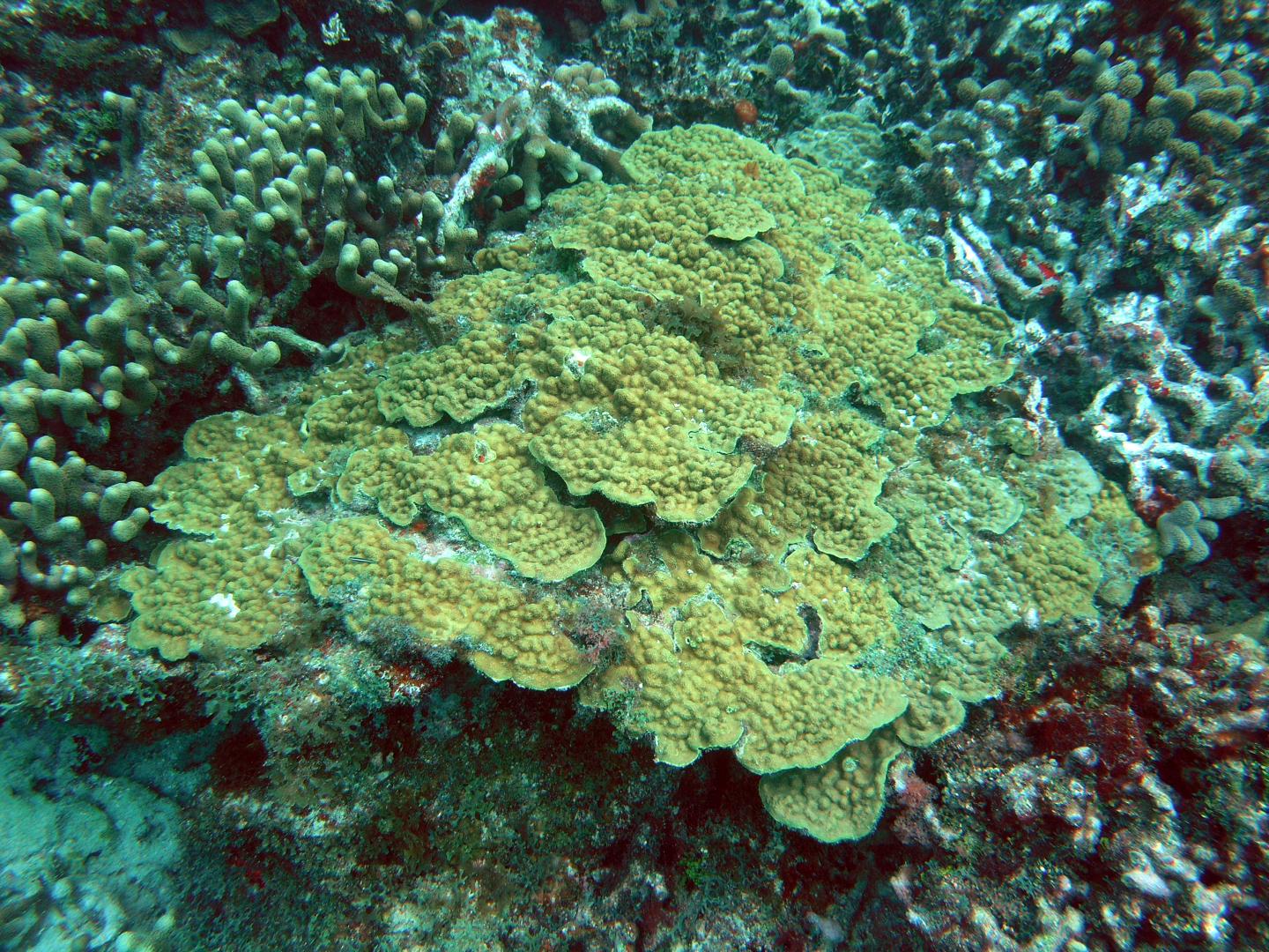 UM researchers found shallowwater corals are EurekAlert!